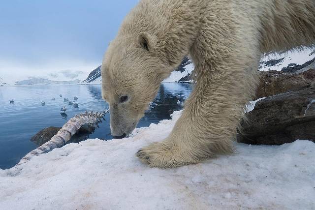 firmy budowlane w Pile