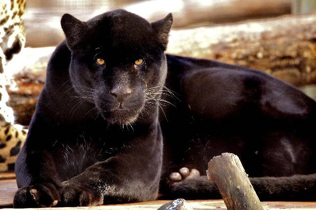 układanie kostki brukowej Piła