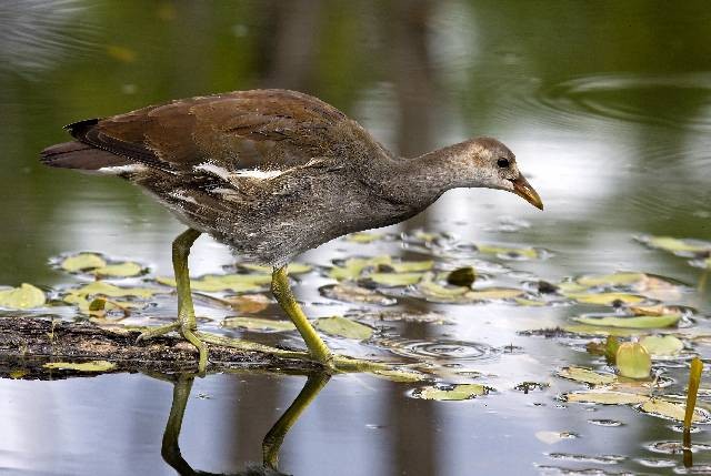 nowoczesne tapety ścienne nowoczesne tapety ścienne
