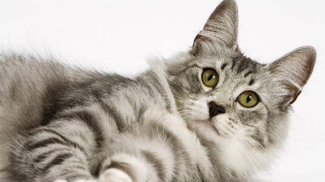 układanie paneli Tarnowo