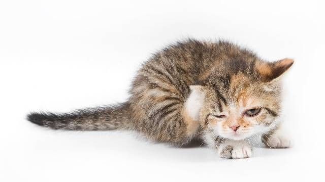 tapetowanie w Kocieniu Wielkim