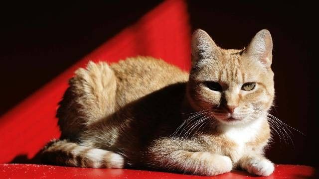 firma remontowa Piła