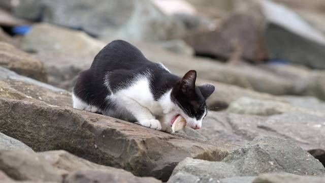 remonty mieszkań w Pile