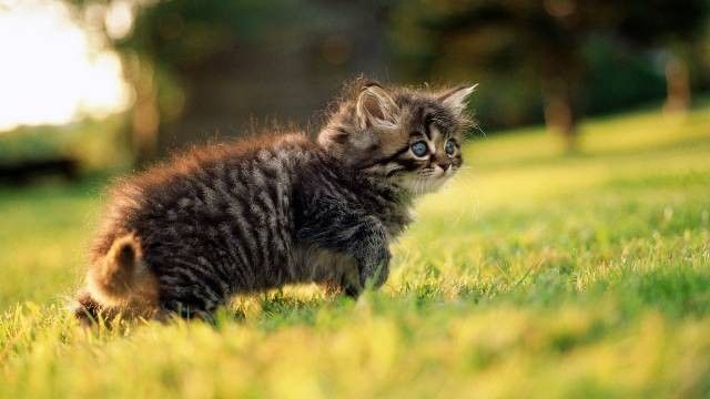 winylowe tapety ścienne