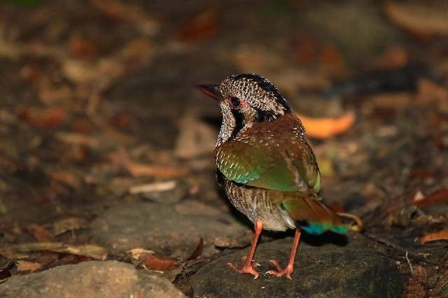 firma budowlana Trzcianka firma budowlana Trzcianka