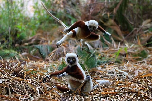 Projekty domow w Toruniu