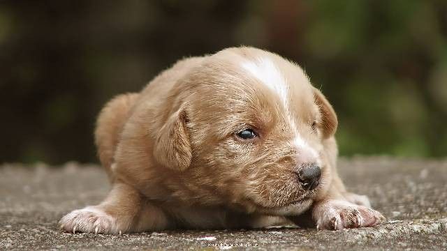 Pila firma budowlana