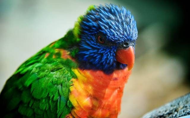 nowoczesne tapety ścienne