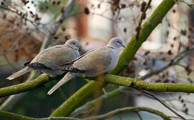 firmy remontowe Piła